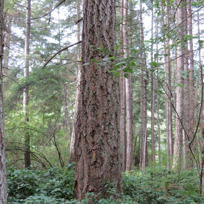 One of our largest Douglas firs
