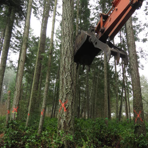 Excavator and tree