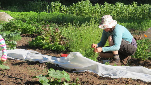 What the hell is wire worm?