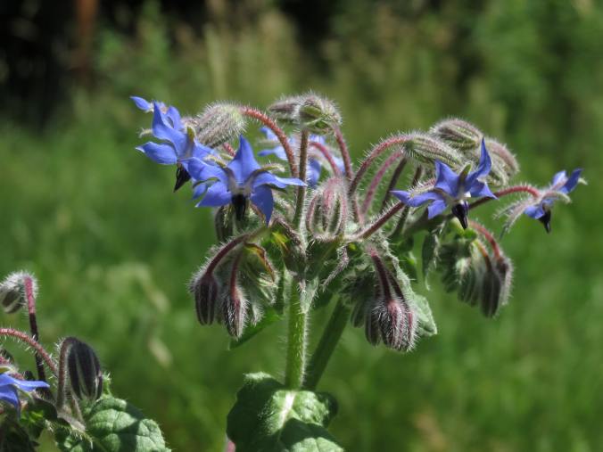 Borage