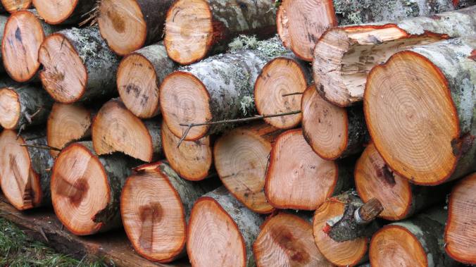 Karen stacked some alder for future salmon smoking. Yum!