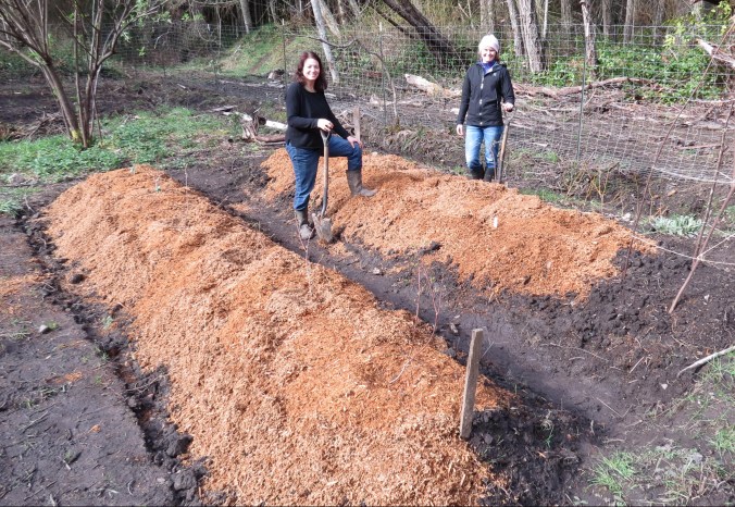 Blueberries done and dusted [with Doug fir]